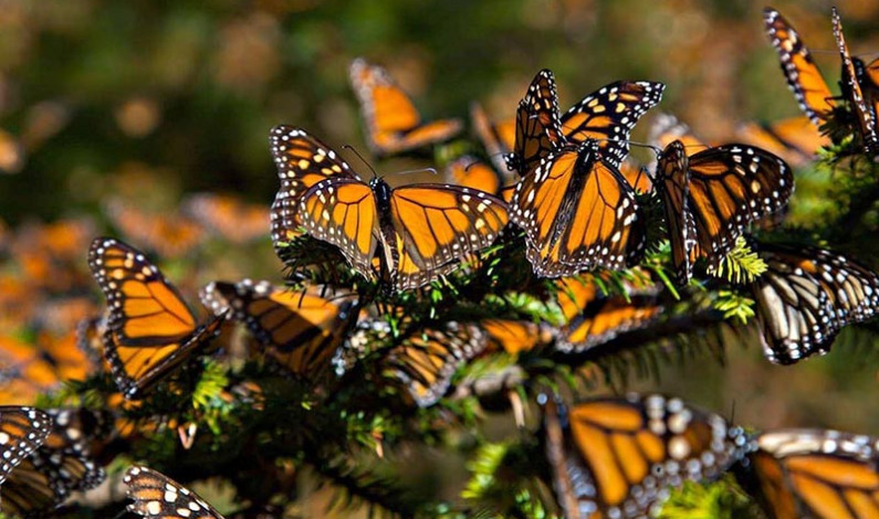 Llegaron a Edomex 100 millones de mariposas Monarca
