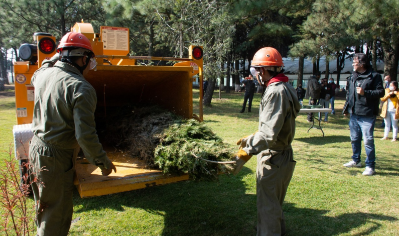 Instala Probosque 17 centros de acopio de árboles de navidad