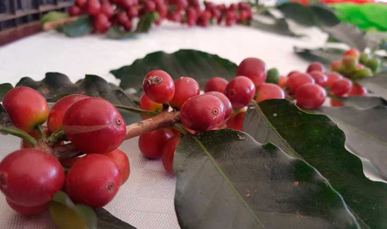 Impulsa Edomex la producción de café orgánico en foro regional