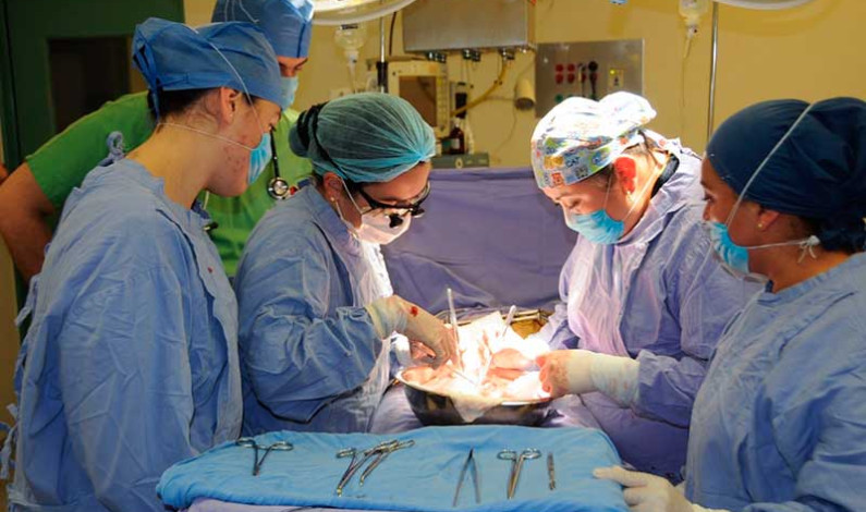 Más de 600 trasplantes concretan en lo que va del año