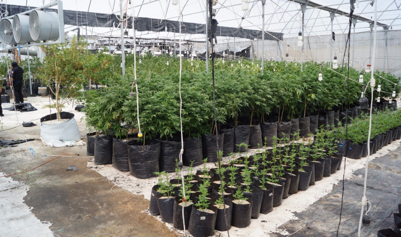 Aseguran más de mil plantas de marihuana en invernadero de Zumpango