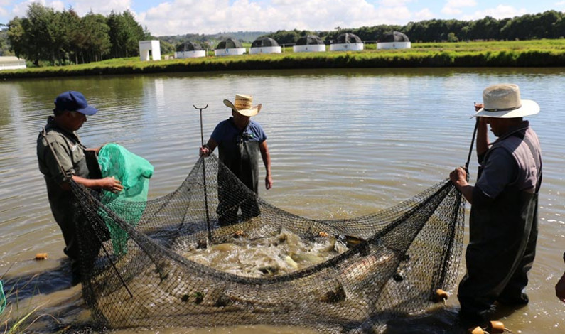 Edomex se consolida como primera entidad productora de pescado, sin mar
