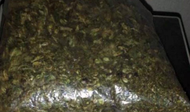 Marihuana y tráileres robados localizan en cateo realizado en Tecámac