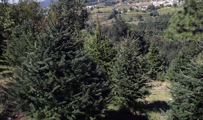 Ofertan productores de Xonacatlán más de 10 mil árboles de Navidad