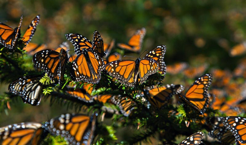 Exhortan proteger y restaurar reserva de la biósfera de la Mariposa Monarca