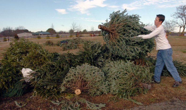 Recicla Metepec árboles de navidad naturales y ofrece composta y una planta a cambio