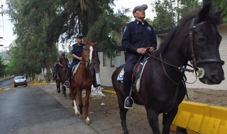 Desaparecen 99 caballos de la policía montada de Toluca