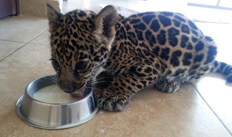Nace un bello Jaguar Pinto en el zoológico de Zacango