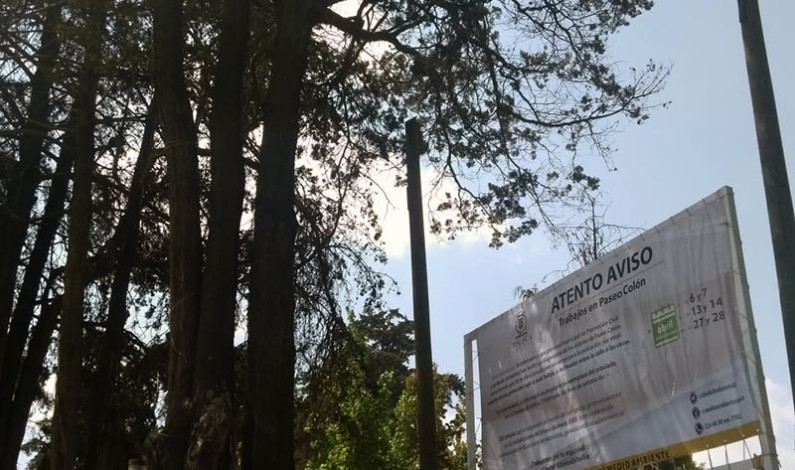 Retiran 55 árboles y plantan 550 nuevos en Paseo Colón