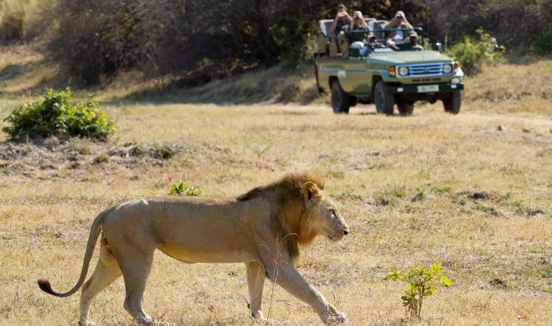 Escapan 14 leones de un parque en Sudáfrica
