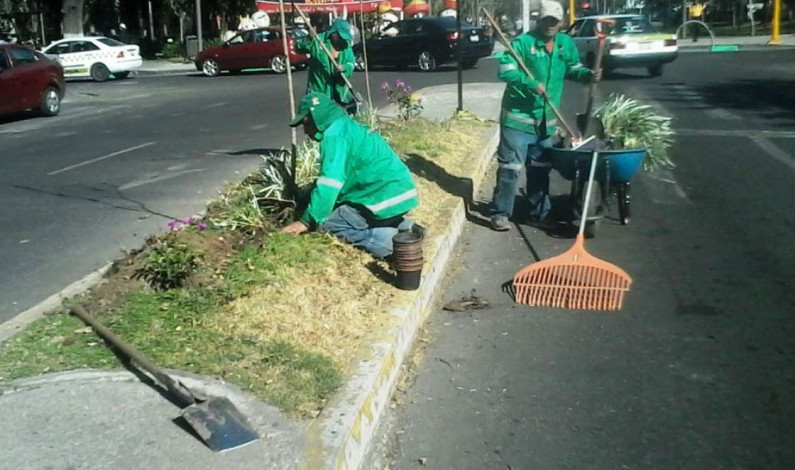 Embellecen Toluca con 5 mil plantas de Nochebuena