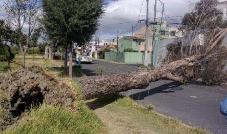 Suman 8 árboles caídos en Toluca por ráfagas de viento