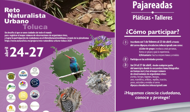 Participa Toluca en el Reto NaturaLista Urbano 2020