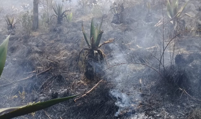 Incendian bosques para fraccionarlos y venderlos en Ocoyoacac