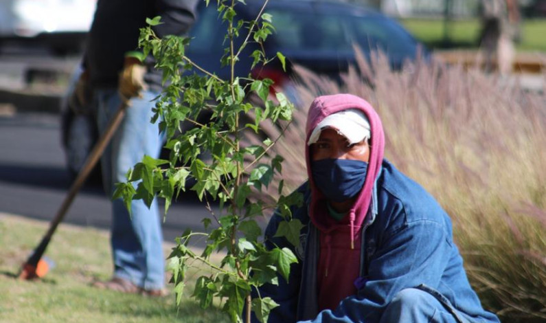 Celebra Metepec plantando árboles el Día Mundial del Medio Ambiente