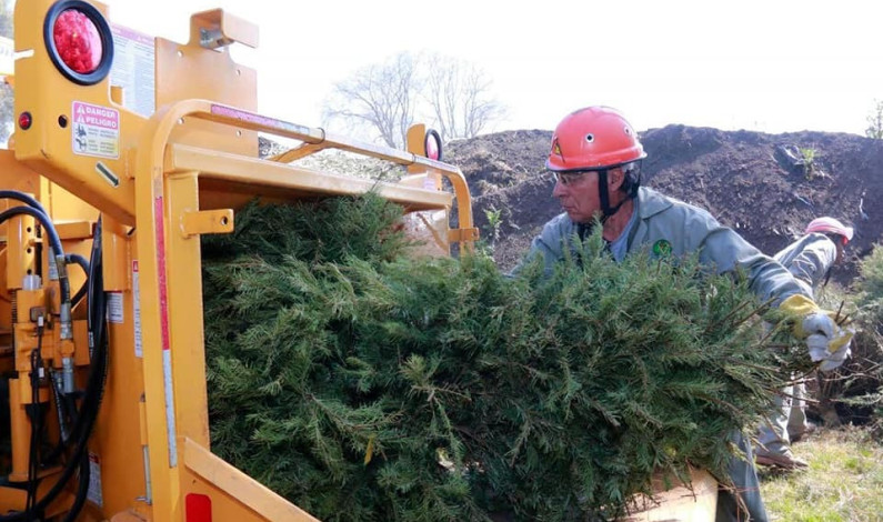 Reciclan árboles de navidad para crear artesanías