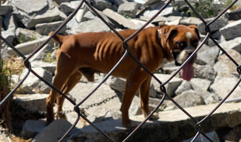 Rescata Toluca dos perros maltratados y desnutridos