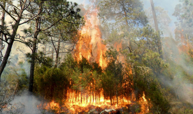 Sofocan brigadistas 74 incendios forestales en enero