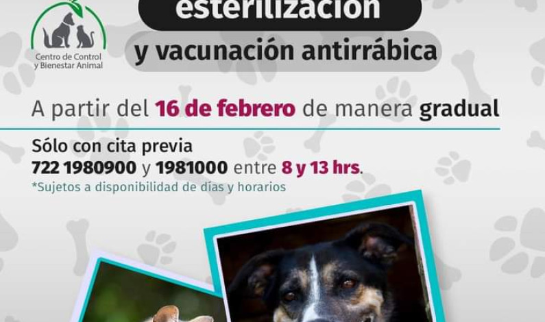 Reinicia Toluca esterilizaciones caninas y felinas