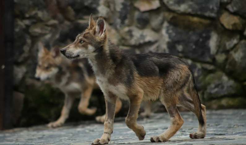 Nacen dos lobos grises mexicanos en El Ocotal