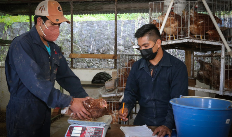 Propone experto de UAEM sustituir antibióticos por ajo en animales