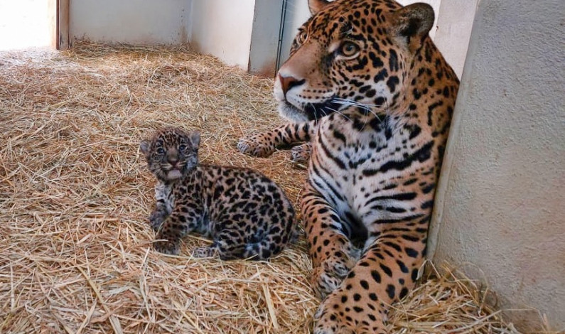 Nacen cachorros de jaguar en “El Ocotal”