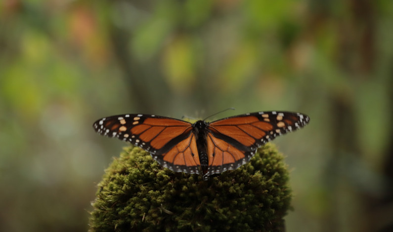 Redobla esfuerzos Edomex para conservar mariposa Monarca