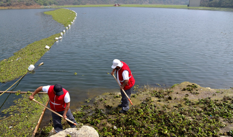 Retiran 50 toneladas de lirio acuático de la Presa Madín