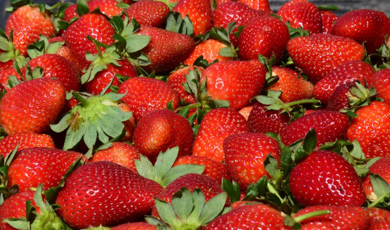 Ocupa Edomex cuarto lugar nacional en producción de fresas