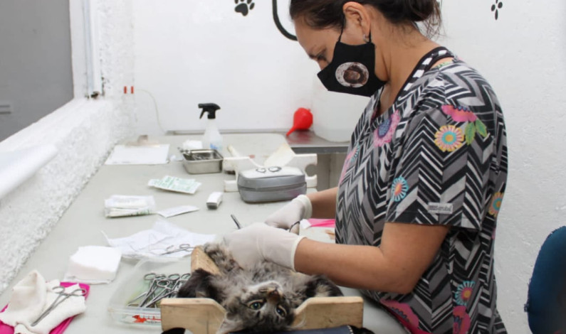 Continúa esterilización gratuita de mascotas en Naucalpan