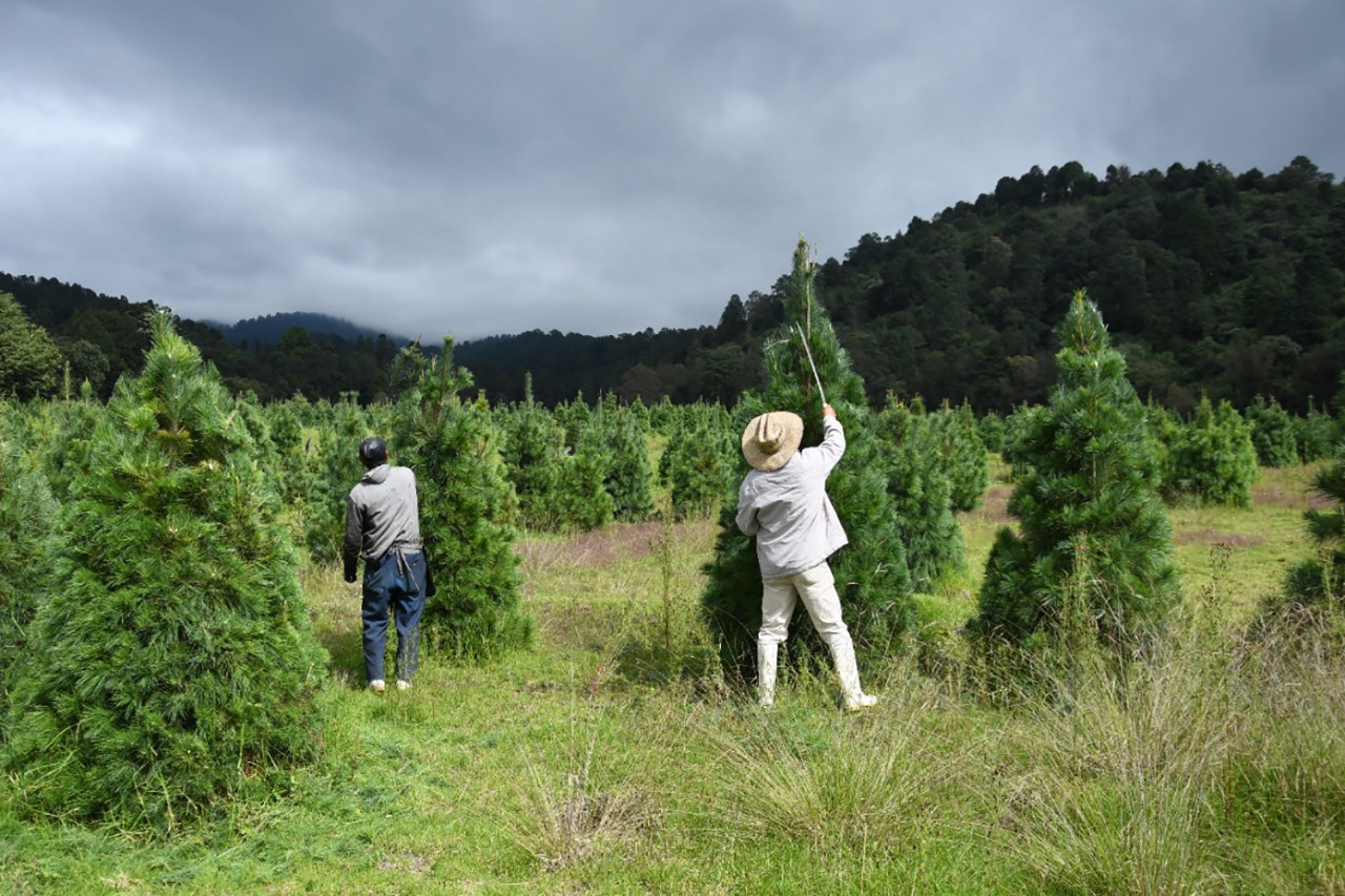 Salen al mercado 400 mil árboles de navidad mexiquenses | Diario Puntual